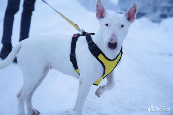 Амуниция для собак