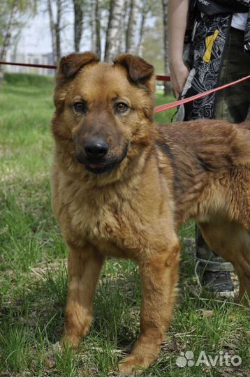 Классный пес страдает в приюте