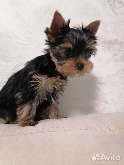 Йоркширский терьер щенки девочки