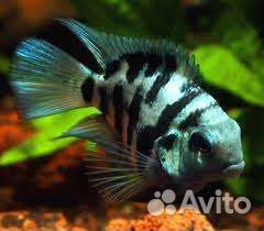 Аквариумная рыбка 