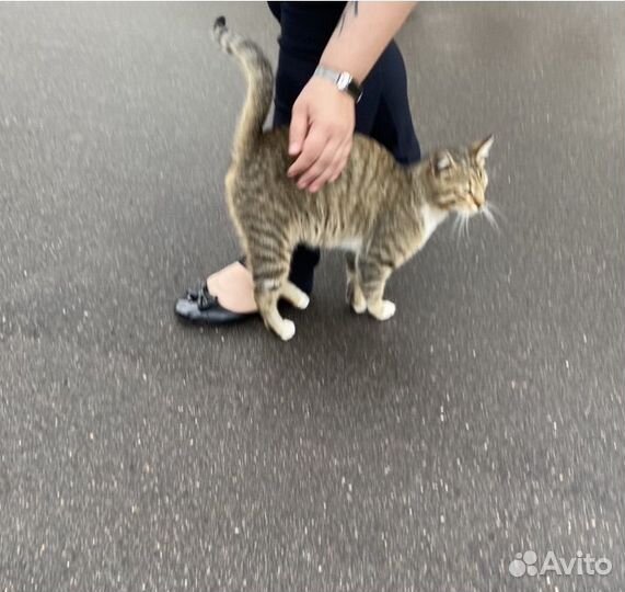 Котик в добрые руки