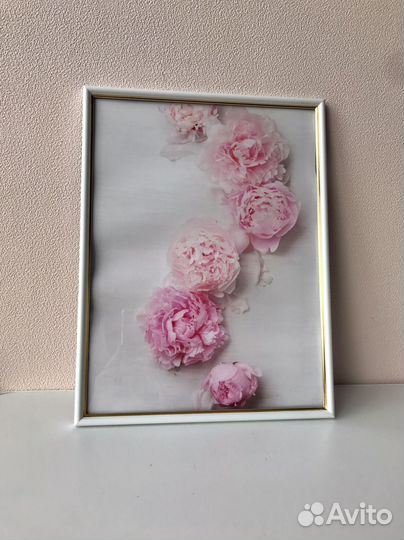 Постеры картина пионы 30*40