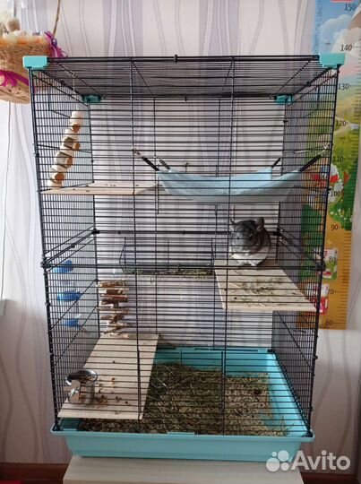 Клетка с шиншиллой