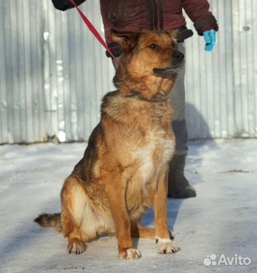 Злате очень нужен дом