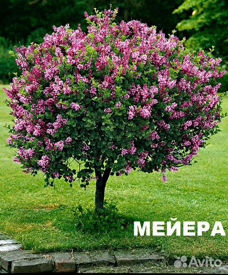 Растения-цветы для сада и дачи, водные для пруда