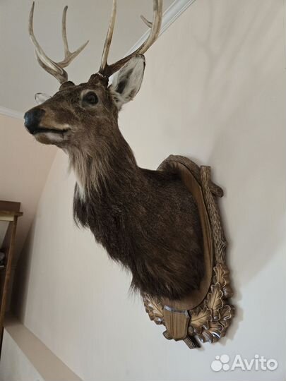 Чучело благородного оленя