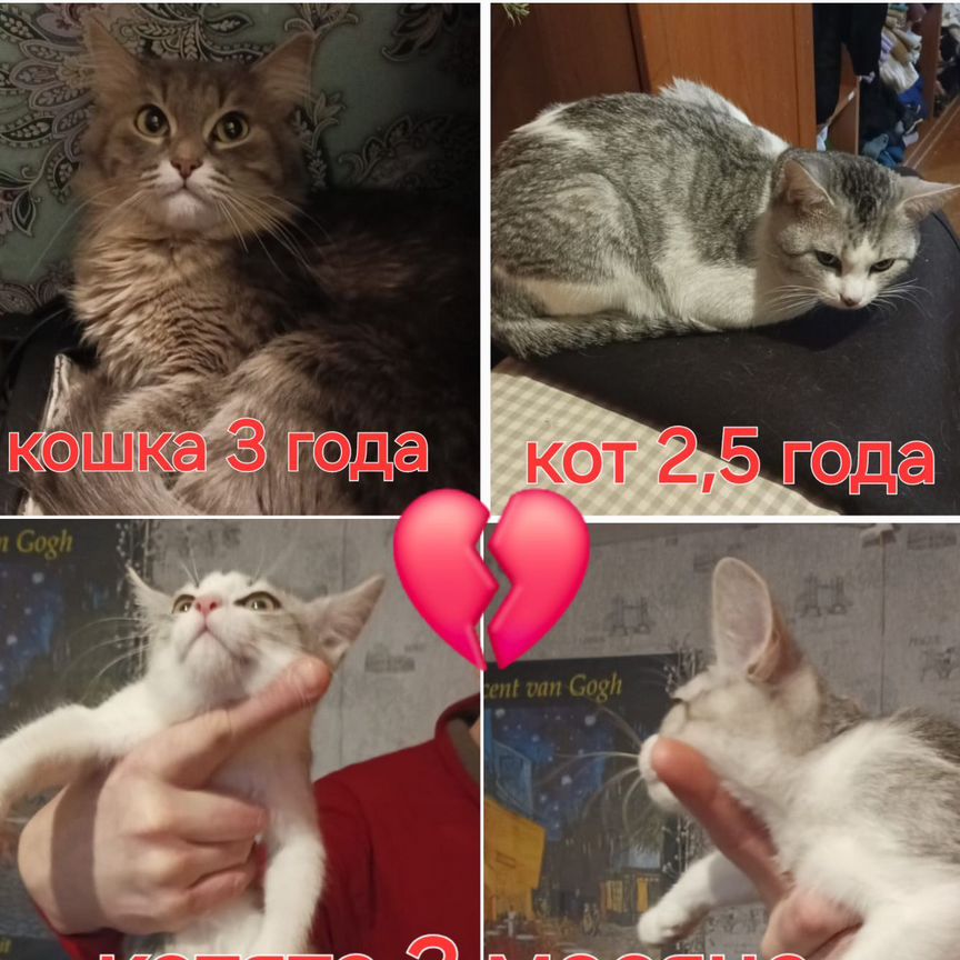 Кошка, кот, котята