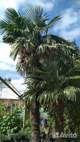 Пальма Трахикарпус Форчуна