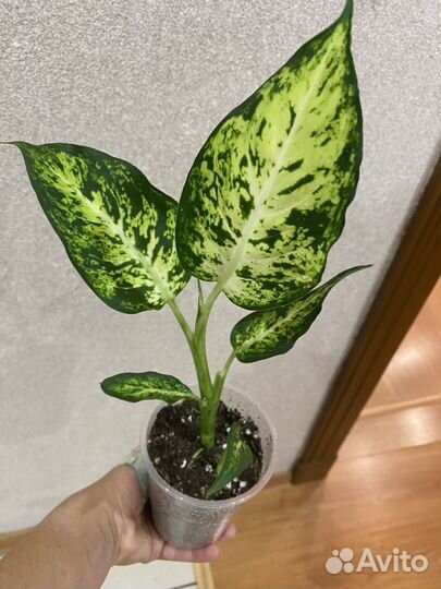 Алоказия шкура дракона
