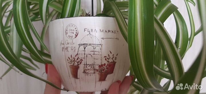 Хлорофитум кучерявый Бонни