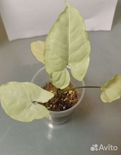 Сингониум сорт Т9