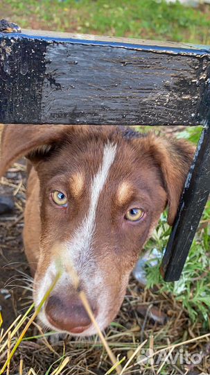 Собаки бесплатно в добрые руки щенки