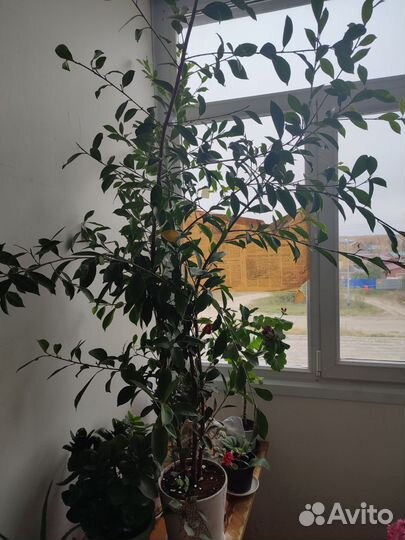 Гибискус) китайская роза 3 шт, красная махровая