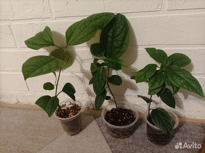 Клеродендрум Томпсона