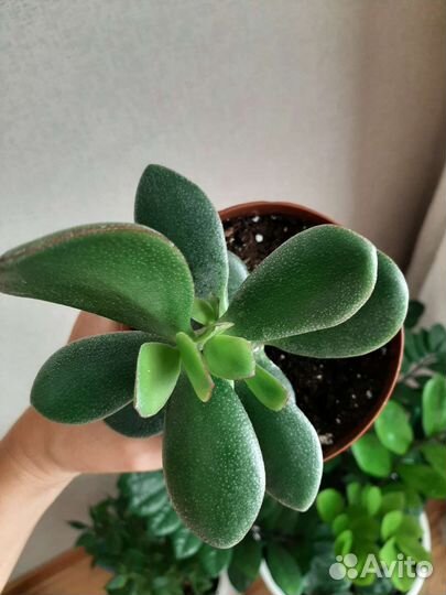 Денежное дерево толстянка