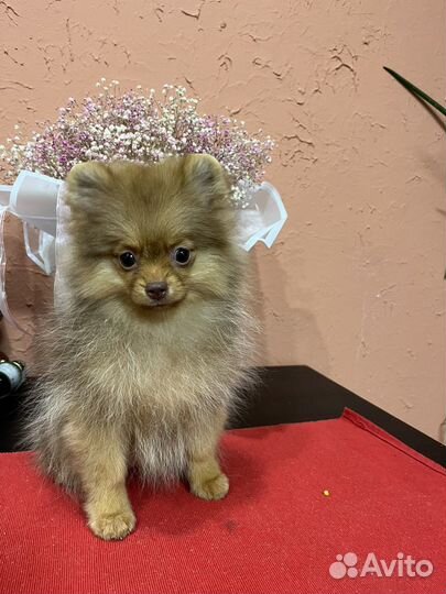 Померанский шпиц