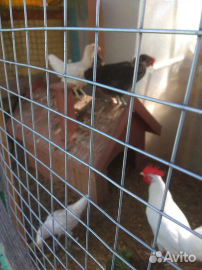 Куры несушки