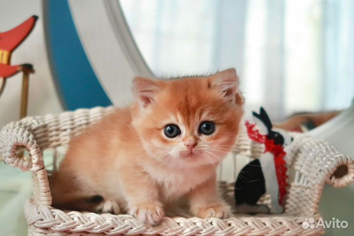 Британский мальчик Манго