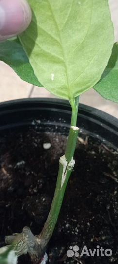 Лимонное дерево привитое