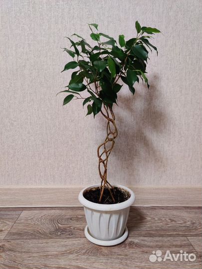 Фикус бенджамина плетеный