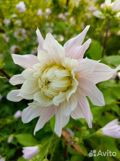 Георгин Мадмуазель Симона