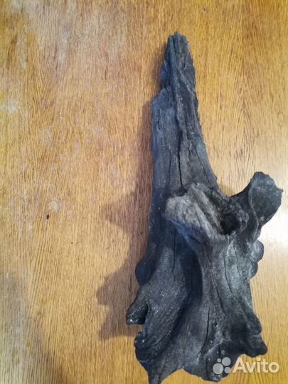 Коряга мангрового дерева