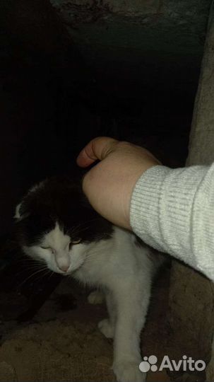 Кошечка вислоухая