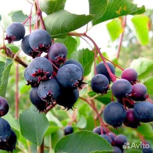 Вишня саженцы, ирга, большие