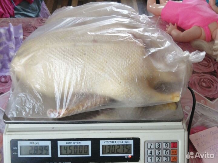 Домашняя утка,гусь