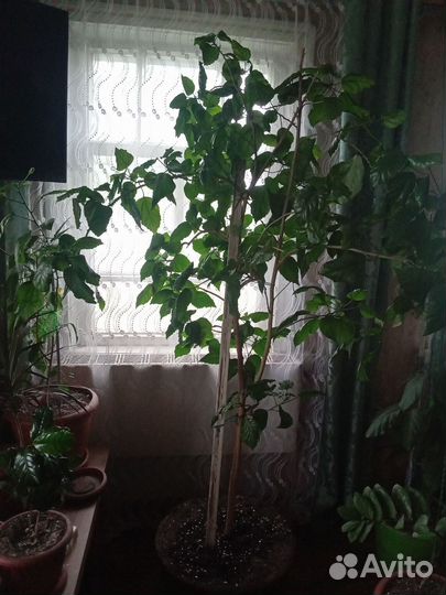 Гибискус китайская роза