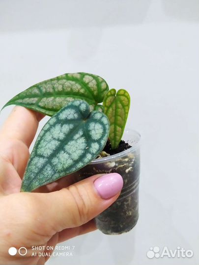 Перец сильватикум (Piper Sylvaticum)