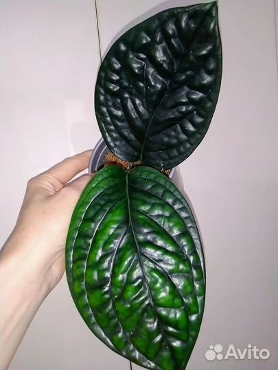 Монстера карстенианум