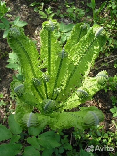 Папоротник страусник