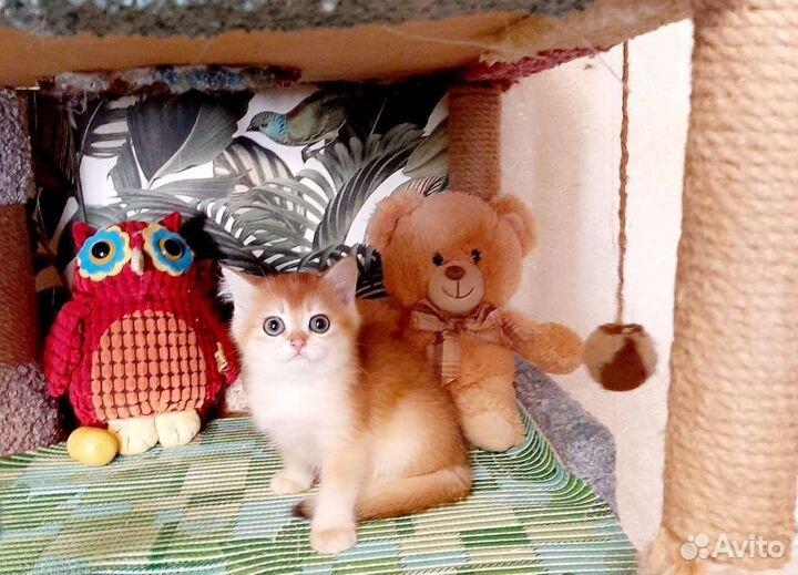 Золотые британские котята