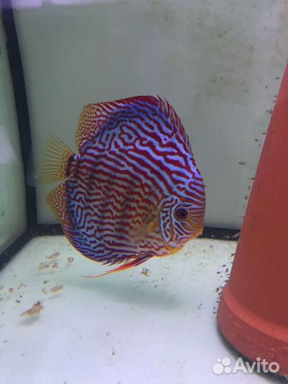 Продам подростков дискусов