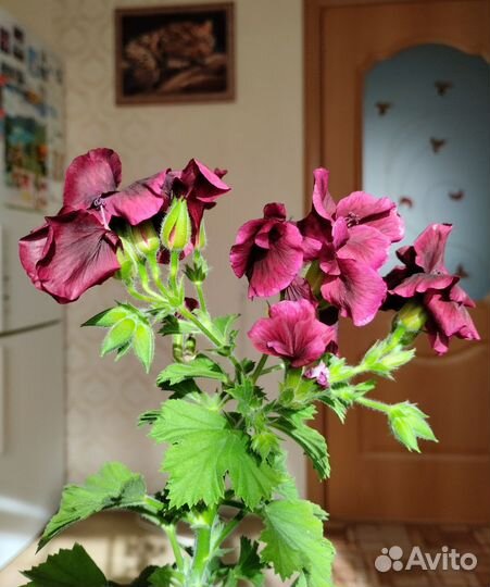 Королевская герань