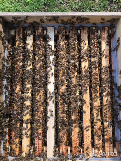 Пчелопакеты