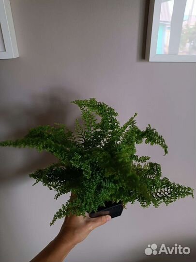 Папоротник цветы