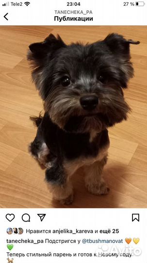 Грумер стрижка собак