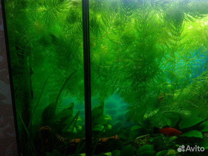 Роголистник