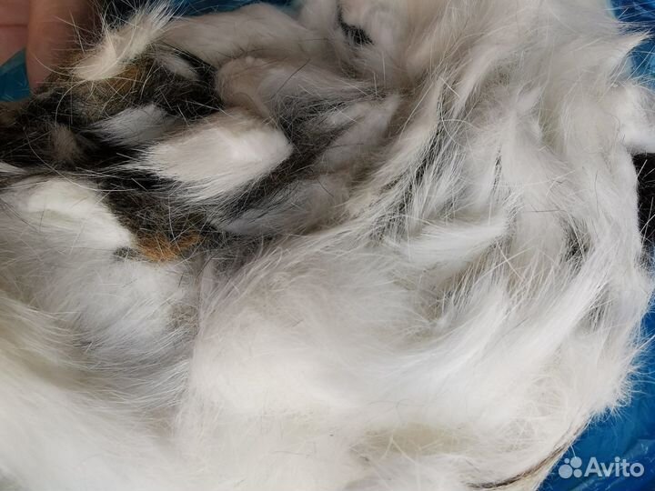 Шерсть для валяния или в пряжу кошачья белая