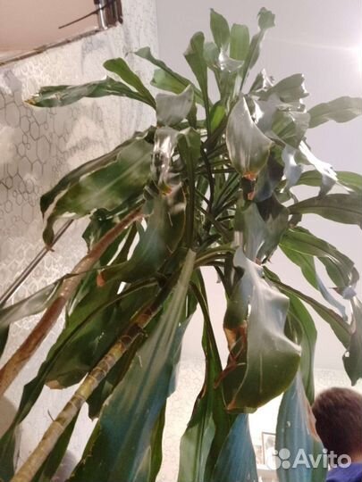 Пальма драцена