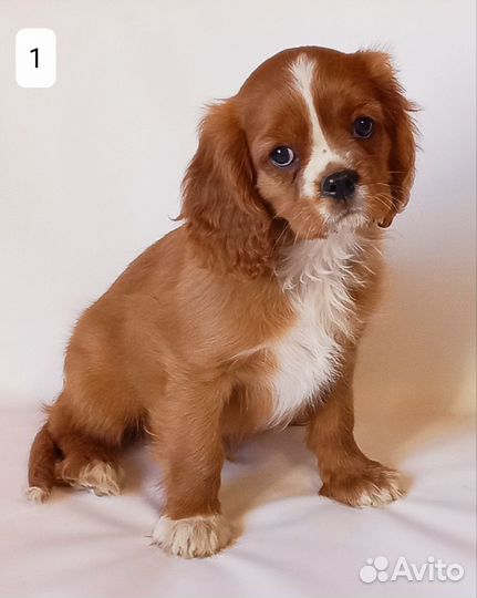 Кавалер кинг чарльз спаниель