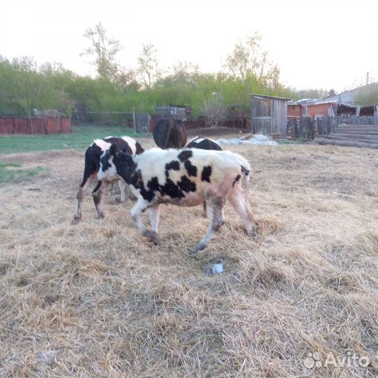 Продам 2 бычка и телочка