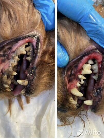 Стоматология для животных