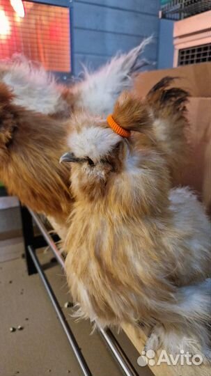 Цыплята Шелковых кур