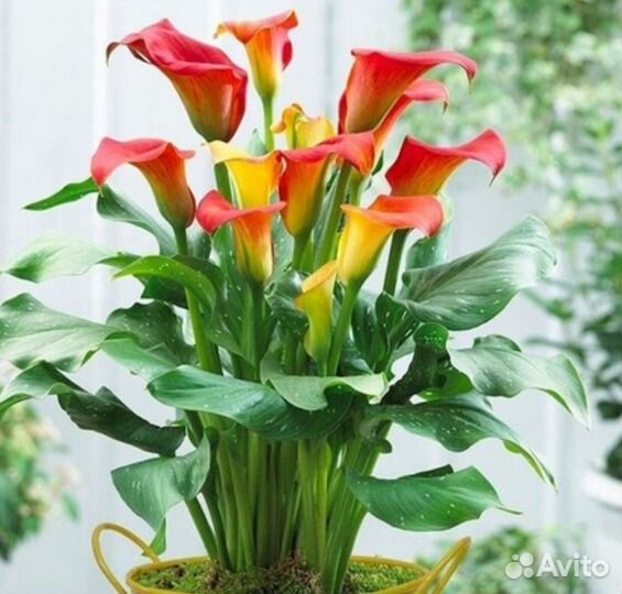 Луковицы каллы