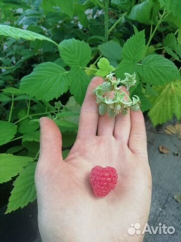 Саженцы малины