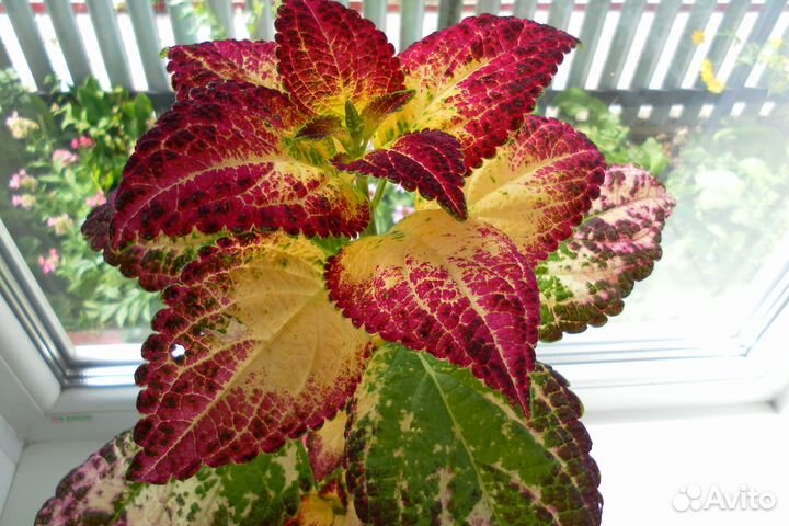 Колеусы сортовые