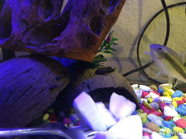 Сом анцитрус